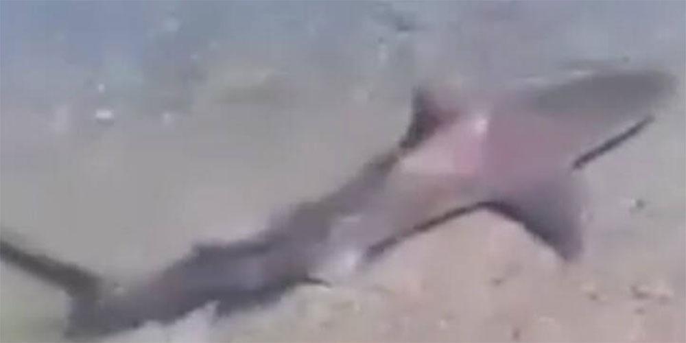Καρχαριοειδές «κόβει βόλτες» σε παραλία του Σαρωνικού - Εντυπωσιακές εικόνες