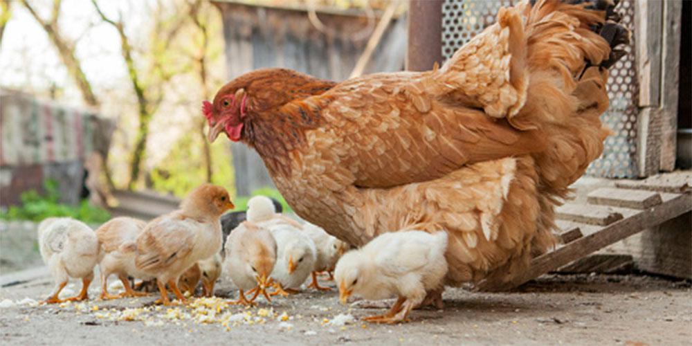 Το ερώτημα που μας… απασχολεί: Η κότα έκανε το αβγό ή το αβγό την κότα; - Έρευνα δίνει την απάντηση