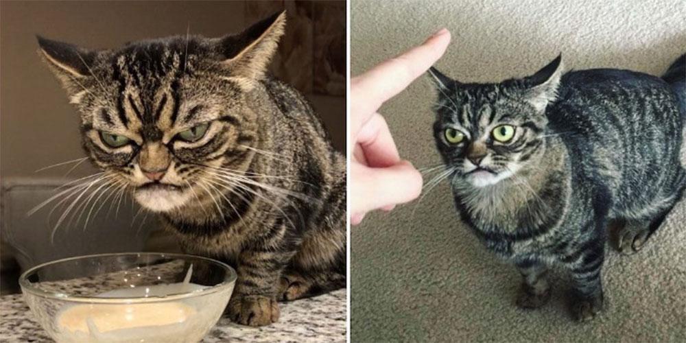 «Angry Kitzia»: Αυτή είναι η διάδοχος της πιο μουτρωμένης γάτας στον κόσμο!