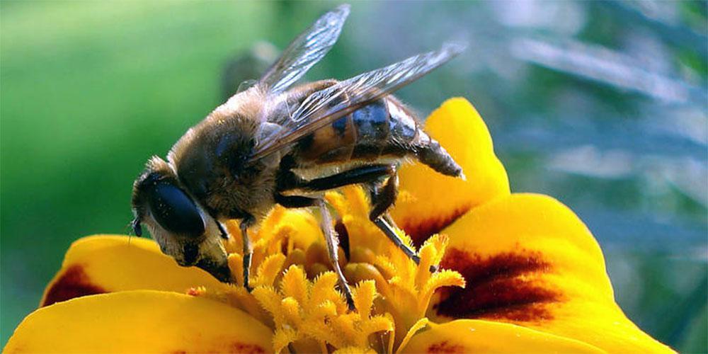 Παγκόσμια Ημέρα Μέλισσας: Πώς καθιερώθηκε - Η ιστορία