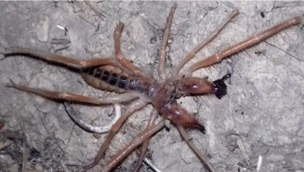 Τρόμος από την αράχνη–σκορπιό (camel spider) που εμφανίστηκε και στην Ελλάδα