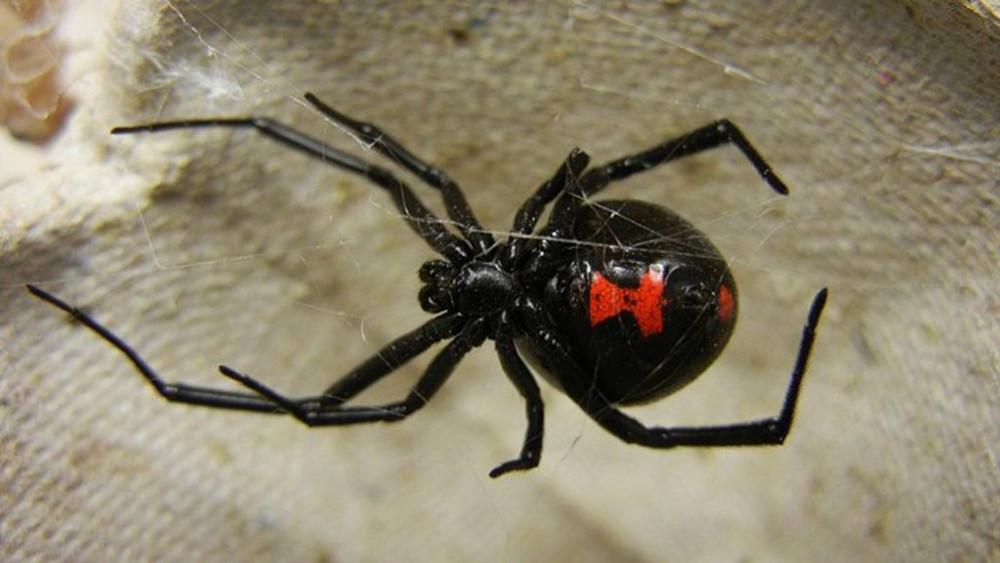 Σέρρες: Αράχνη «μαύρη χήρα» τσίμπησε αγρότη