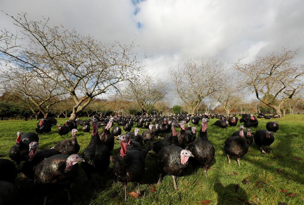 Στέλεχος της γρίπης των πτηνών εντοπίστηκε σε φάρμα με γαλοπούλες στη νότια Αγγλία