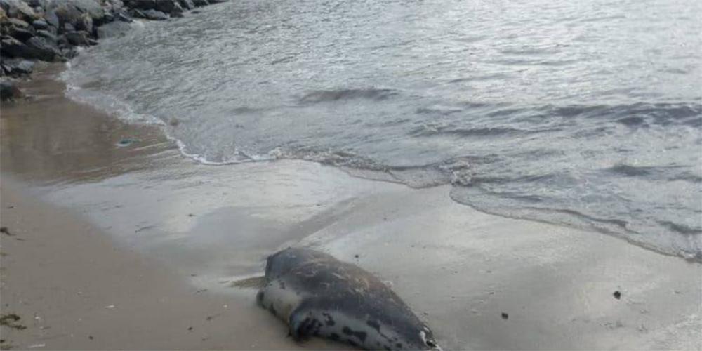 Ρωσία: Πάνω από 150 φώκιες βρέθηκαν νεκρές σε παραλία της Κασπίας