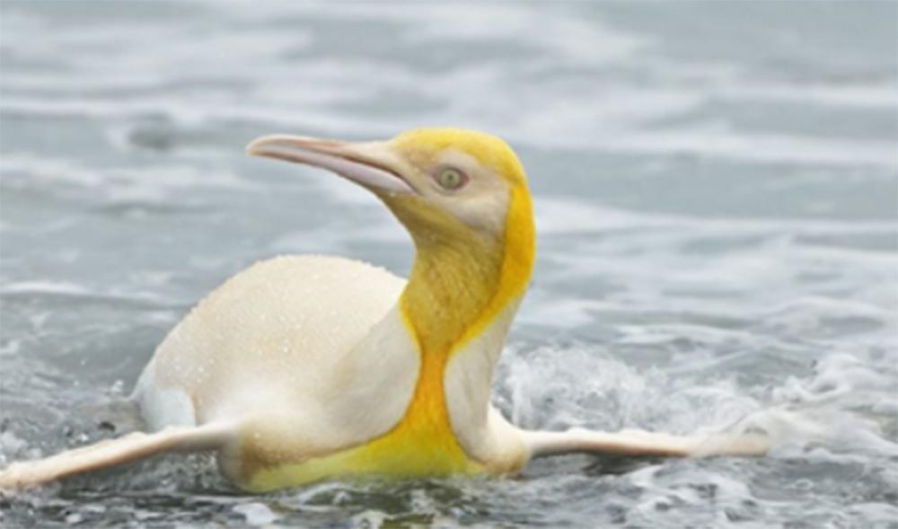 Η ομορφιά της φύσης σε μία εικόνα: Ο κίτρινος πιγκουίνος που εντυπωσιάζει τους επιστήμονες