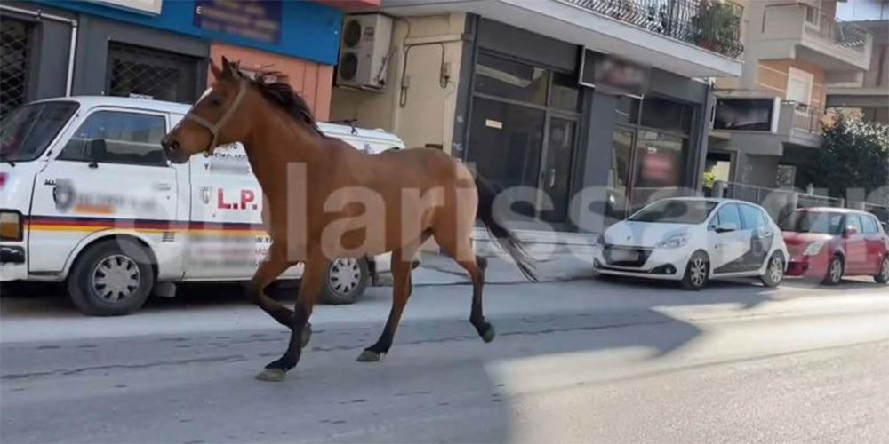 Άλογο… έκοβε βόλτες στο κέντρο της Λάρισας