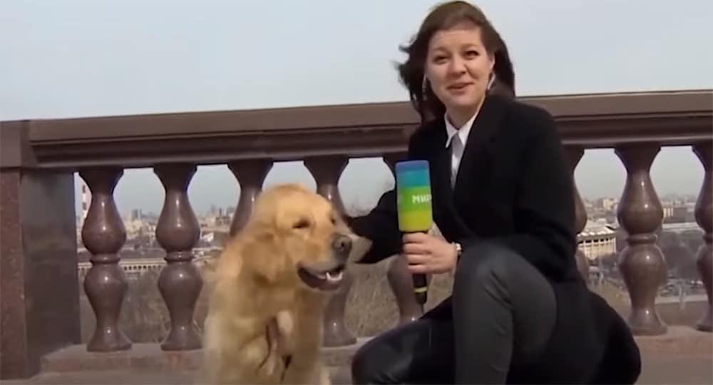 Ρωσία: Παιχνιδιάρης σκύλος… κλέβει το μικρόφωνο δημοσιογράφου σε ζωντανή μετάδοση και γίνεται viral!