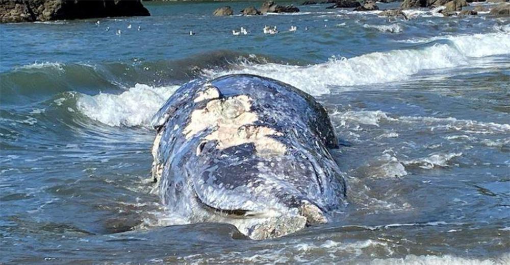 Τέσσερις γκρίζες φάλαινες ξεβράστηκαν νεκρές σε παραλίες του Σαν Φρανσίσκο [εικόνες]