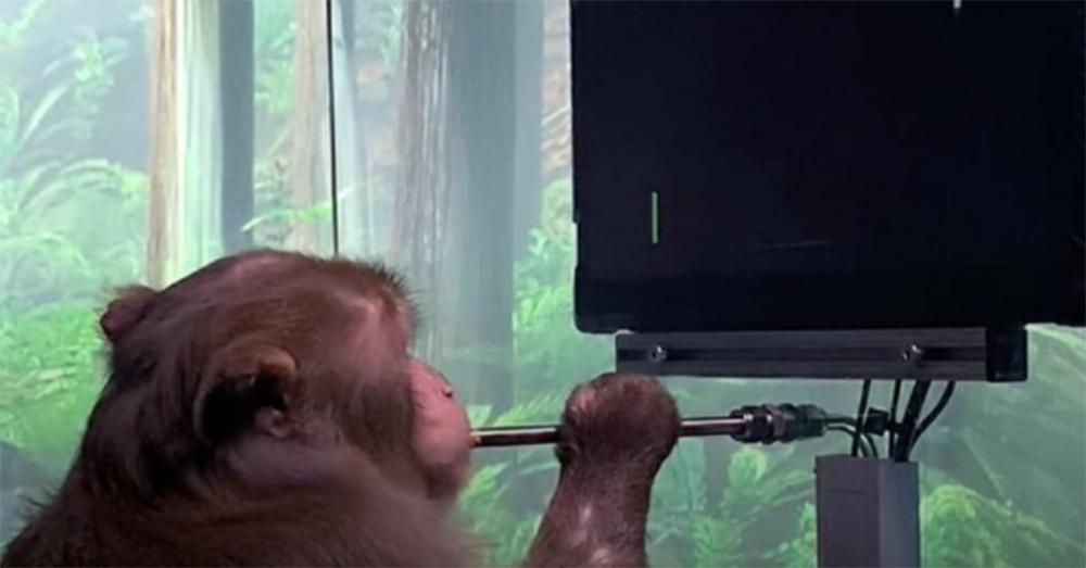 Η Neuralink τα κατάφερε: Μαϊμού παίζει βιντεοπαιχνίδι με τη σκέψη [βίντεο]
