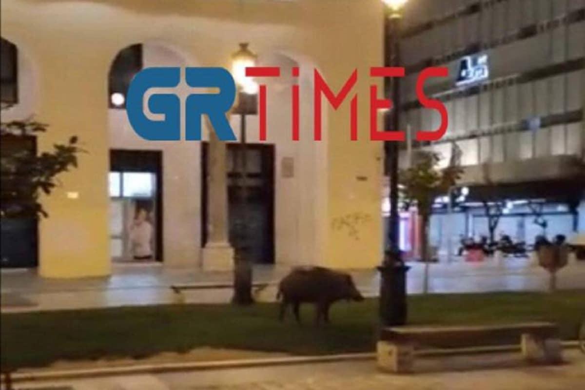 Θεσσαλονίκη: Επανεμφανίστηκε το αγριογούρουνο – Δείτε το να κάνει βόλτα στην πλατεία Αριστοτέλους [video]