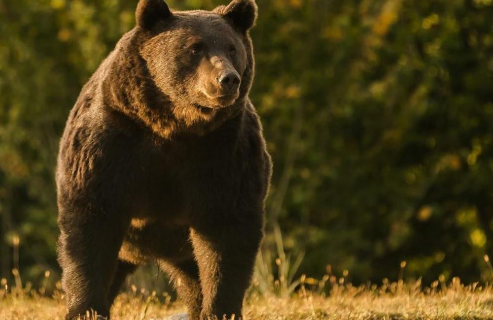 Ρουμανία: Ο «βασιλιάς» των αρκούδων σκοτώθηκε από έναν πρίγκιπα του Λιχτενστάιν