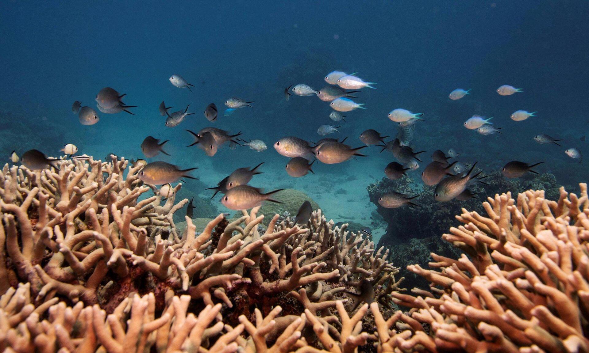 Ολλανδία: «Κιβωτός» για κοράλλια, που κινδυνεύουν να εξαφανιστούν