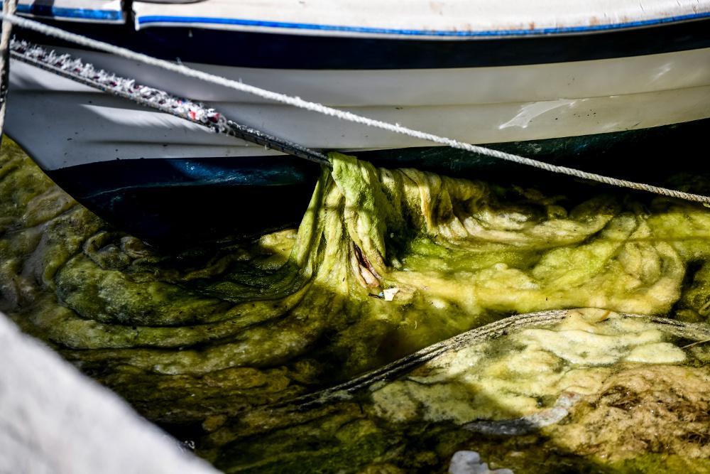Πρέβεζα: Πνίγεται στην «πράσινη παλίρροια» το λιμάνι [εικόνες]