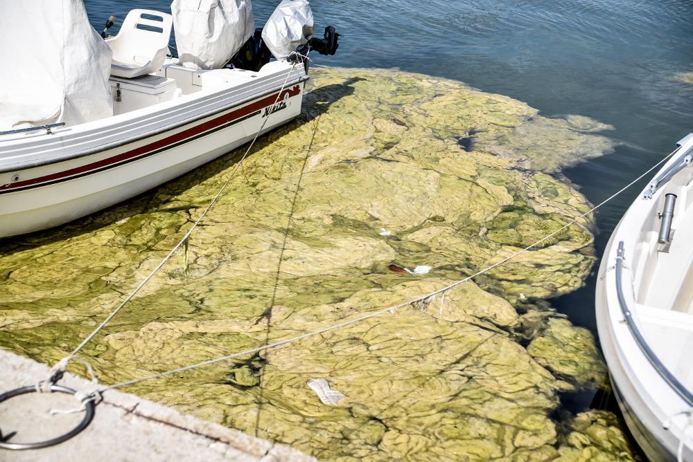 Πρέβεζα: «Πράσινη παλίρροια» από φύκια κατέκλυσε το λιμάνι