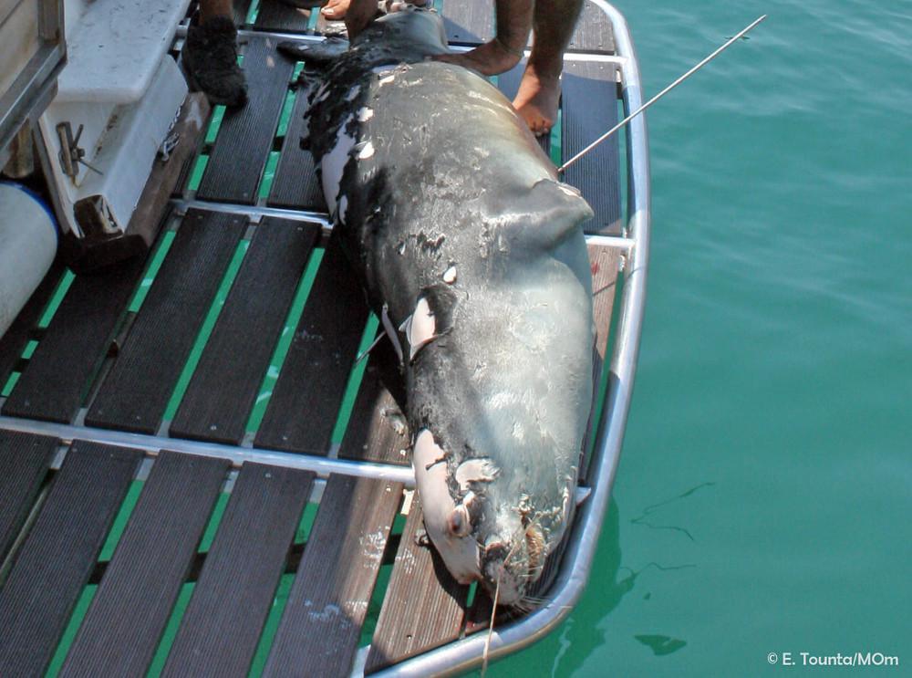 Νεκρός ο «Κωστής», η διάσημη φώκια της Αλοννήσου από ψαροντούφεκο