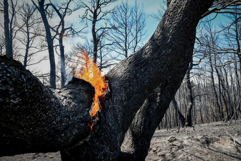 Φωτιές - Λέκκας: Σχεδόν μη αναστρέψιμες οι περιβαλλοντικές επιπτώσεις