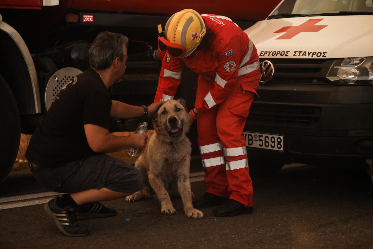 Φωτιά στην Βαρυμπόμπη: Αστυνομικοί έσωσαν σκύλο από την πύρινη λαίλαπα – Συγκλονιστικές εικόνες