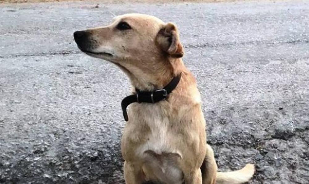Πυροβόλησαν εξ επαφής σκύλο στη Μαγνησία [Σκληρές εικόνες]
