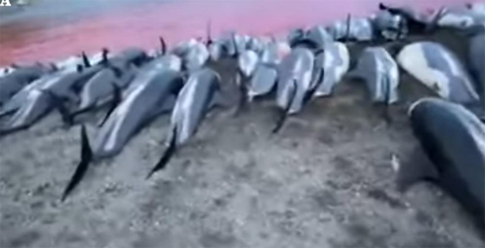 Το πιο βάρβαρο «έθιμο»: Έσφαξαν 1.428 δελφίνια στα Nησιά Φερόε