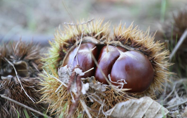 Κακοκαιρία: Τεράστιες ζημιές σε καλλιέργειες κάστανων στο Πήλιο