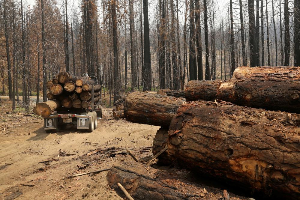 COP26: Για τον τερματισμό της αποψίλωσης δασών η πρώτη συμφωνία