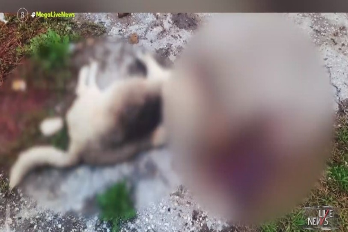 Θεσσαλονίκη: Εικόνες φρίκης - Δολοφόνησαν σκύλο πολτοποιώντας το κεφάλι του