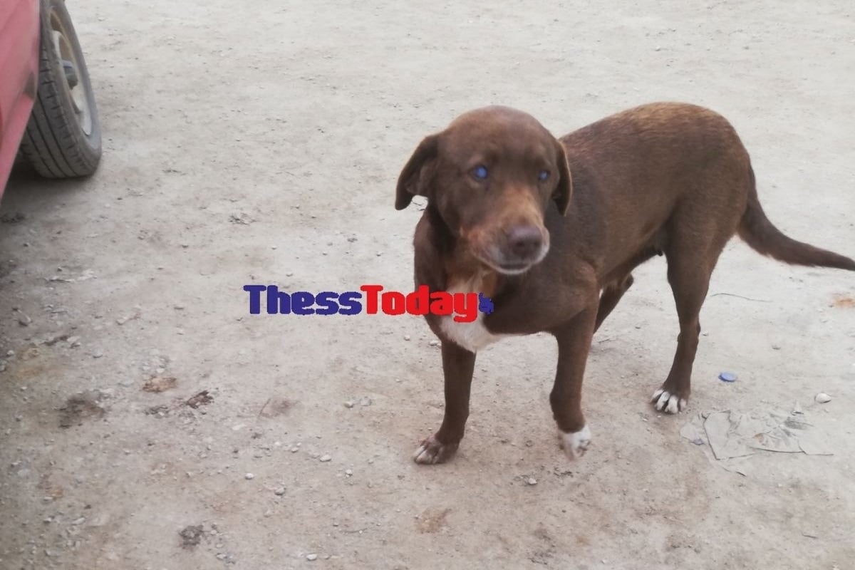 Οργή για την κτηνωδία στη Νάουσα: Δηλητηρίασαν την τυφλή σκυλίτσα που συγκίνησε το πανελλήνιο – Σκληρές εικόνες