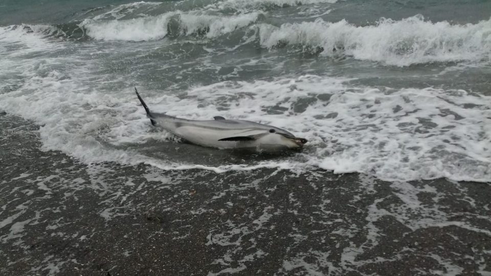 Μυτιλήνη: Νεκρό δελφίνι ξεβράστηκε στην παραλία της Νυφίδας – Σπαρταρούσε για να σωθεί [βίντεο]