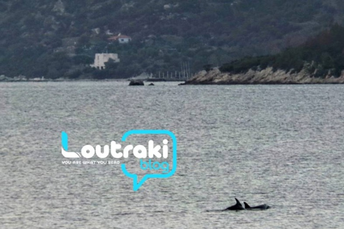 Λουτράκι: Έμειναν άφωνοι με το υπερθέαμα – Εμφανίστηκαν ξανά τα δελφίνια στον κορινθιακό [βίντεο]