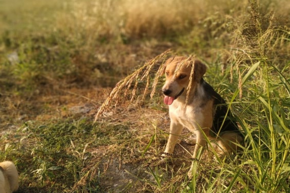 Ελάτεια Φθιώτιδας: Νέα θηριωδία σε σκύλο – Έφυγε ο «Φρίξος», τον σκότωσαν και τον πέταξαν σε πηγάδι [εικόνες]