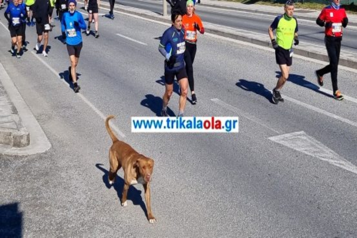 Τρίκαλα: Σκύλος μαραθωνοδρόμος - Έτρεξε 21 χλμ. από την Καλαμπάκα στα Τρίκαλα [εικόνες – βίντεο]