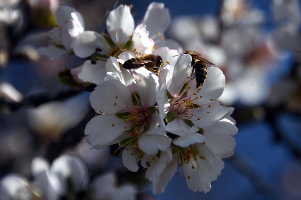 Κρήτη: Αυτός είναι ο λόγος που οι μέλισσες «αυτοκτονούν» - Κραυγή αγωνίας από μελισσοκόμο