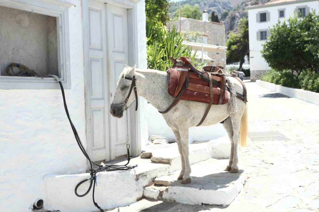 Ύδρα: Ντράπηκε και η… ντροπή – Φόρτωσαν σε γαϊδουράκι ολόκληρο ψυγείο [εικόνα]