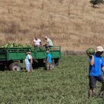 Αγροδιατροφή: Από σήμερα οι αιτήσεις υπαγωγής στο καθεστώς του νέου Αναπτυξιακού Νόμου