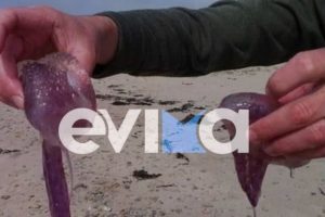 Τρόμος στην Εύβοια: Αυτές είναι οι μωβ μέδουσες που εμφανίστηκαν στο Αιγαίο – Σάστισε ο ψαροντουφεκάς [βίντεο]