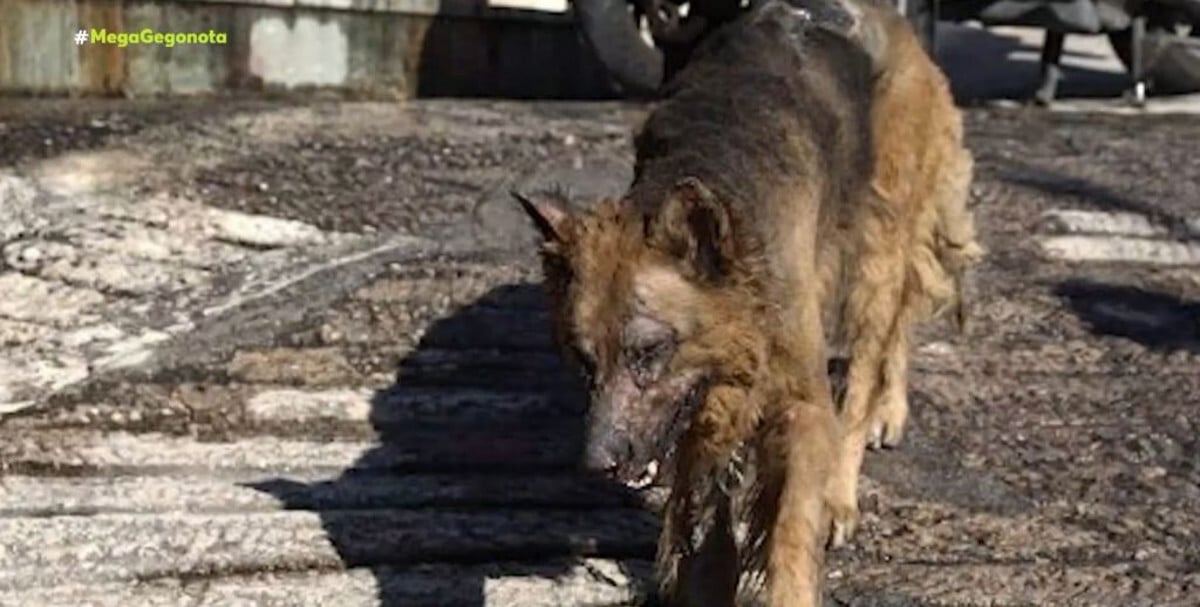 Φωτιά στην Αττική: Δραματικές διασώσεις ζώων από την πύρινη απειλή