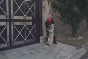 Φωτιά στην Πεντέλη: Συγκλονιστικό βίντεο από το Ντράφι - Εθελοντής σώζει μεγαλόσωμο σκύλο πηδώντας φράχτη