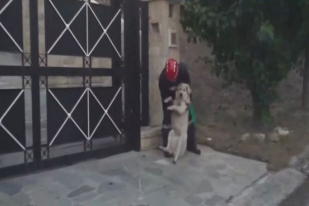 Φωτιά στην Πεντέλη: Συγκλονιστικό βίντεο από το Ντράφι - Εθελοντής σώζει μεγαλόσωμο σκύλο πηδώντας φράχτη