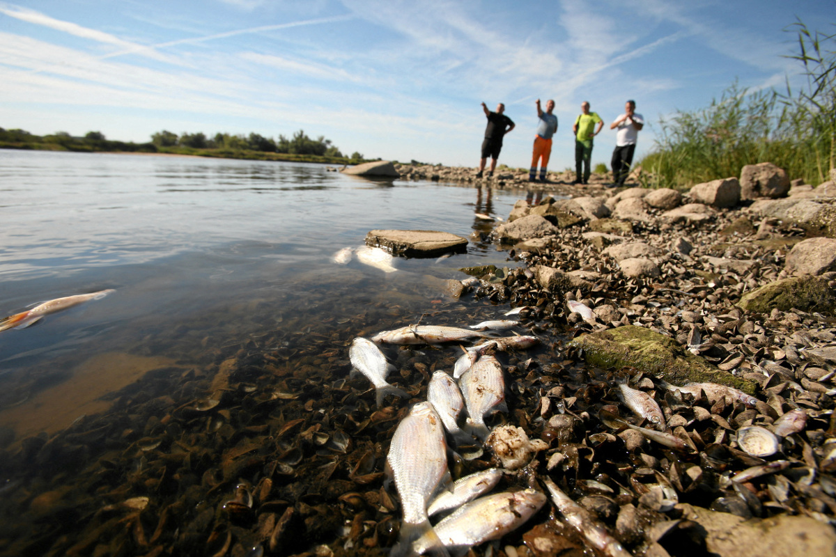 Μαζικός θάνατος ψαριών στον ποταμό Όντερ από άγνωστη τοξική ουσία