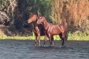 viral Πάρνηθα άλογα