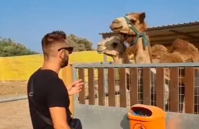 Καμήλες Αργυρός