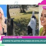 Μαρία Καλάβρια: Ο 14χρονος που δέχθηκε επίθεση από Ακίτα στο Λαγονήσι είναι ανηψιός της – «Σε κατάσταση σοκ ο μικρός»