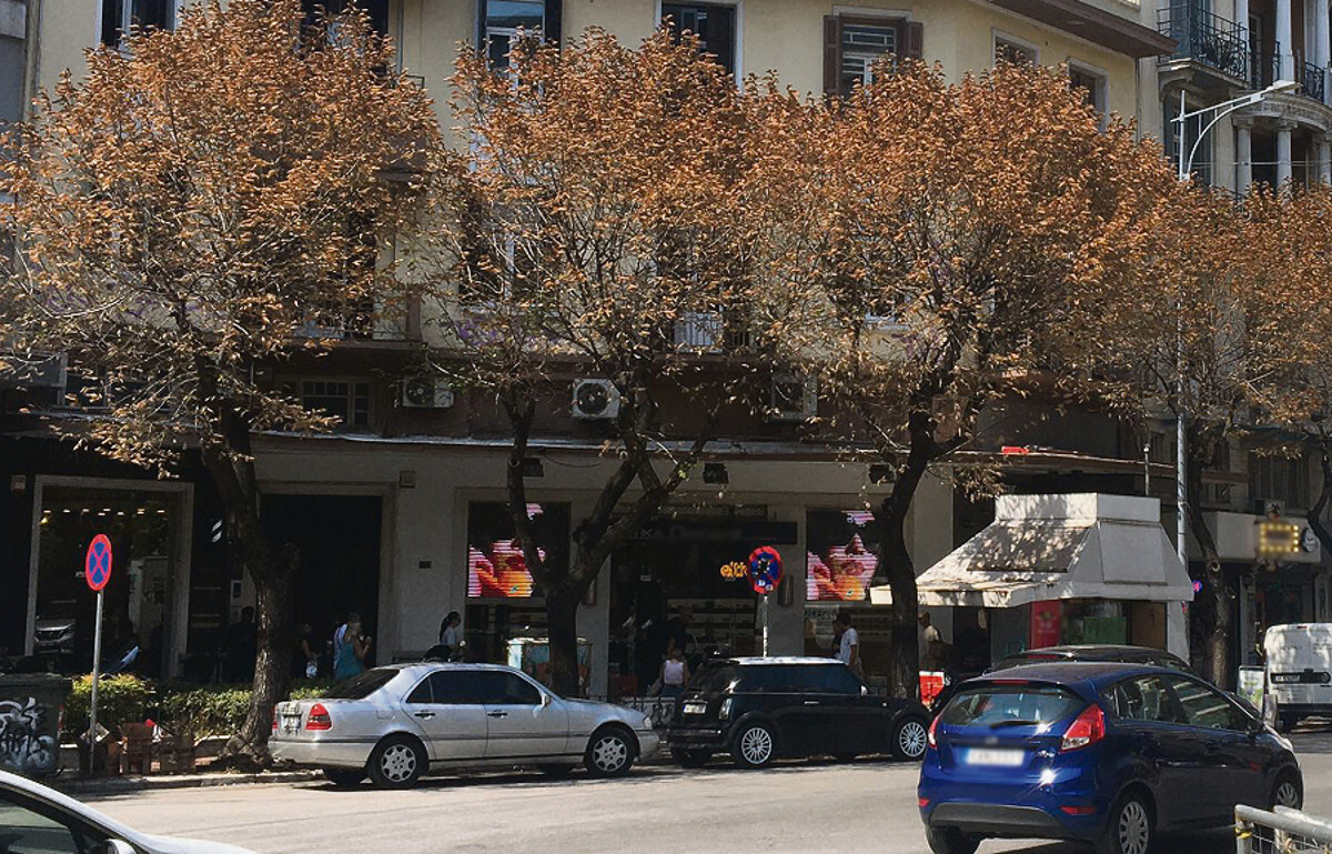 Θεσσαλονίκη: Ασπίδα στις φτελιές - Πώς αντιμετωπίζουν καταστροφικό σκαθάρι