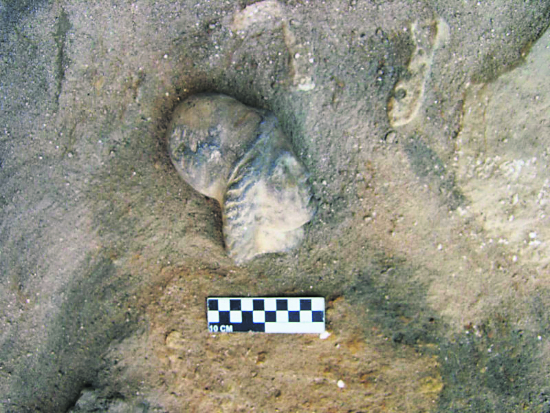 Βρέθηκε ο τάφος της Κλεοπάτρας; - ΕΠΙΣΤΗΜΗ