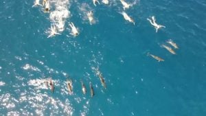 δελφίνια παρενόχληση Χαβάη
