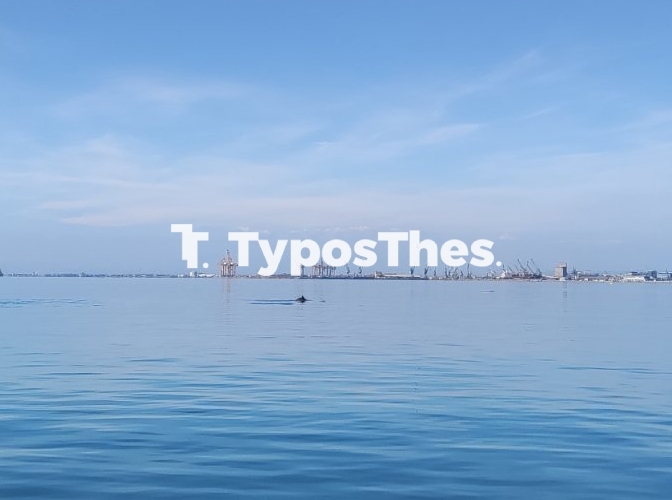 Δελφίνια προσφέρουν εντυπωσιακό θέαμα στη Νέα παραλία Θεσσαλονίκης - ΝΕΑ