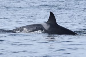 όρκα Γαλλία: Τουλάχιστον 910 δελφίνια ξεβράστηκαν νεκρά αυτόν τον χειμώνα