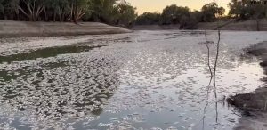 Αυστραλία: Εκατομμύρια νεκρά ψάρια στην επιφάνεια ποταμού