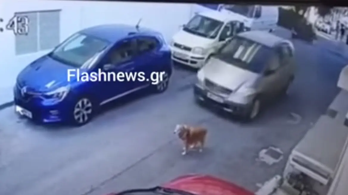 Κρήτη: Πρόστιμο 40.500 ευρώ στην 63χρονη οδηγό που τραυμάτισε εν ψυχρώ σκύλο με το ΙΧ της - ΝΕΑ