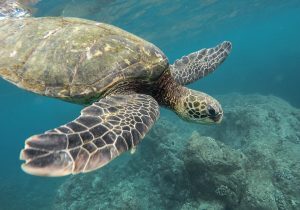 Θαλάσσια χελώνα ξεβράστηκε νεκρή σε παραλία της Λάρισας [Εικόνες]